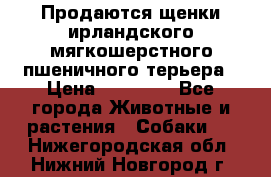 Продаются щенки ирландского мягкошерстного пшеничного терьера › Цена ­ 30 000 - Все города Животные и растения » Собаки   . Нижегородская обл.,Нижний Новгород г.